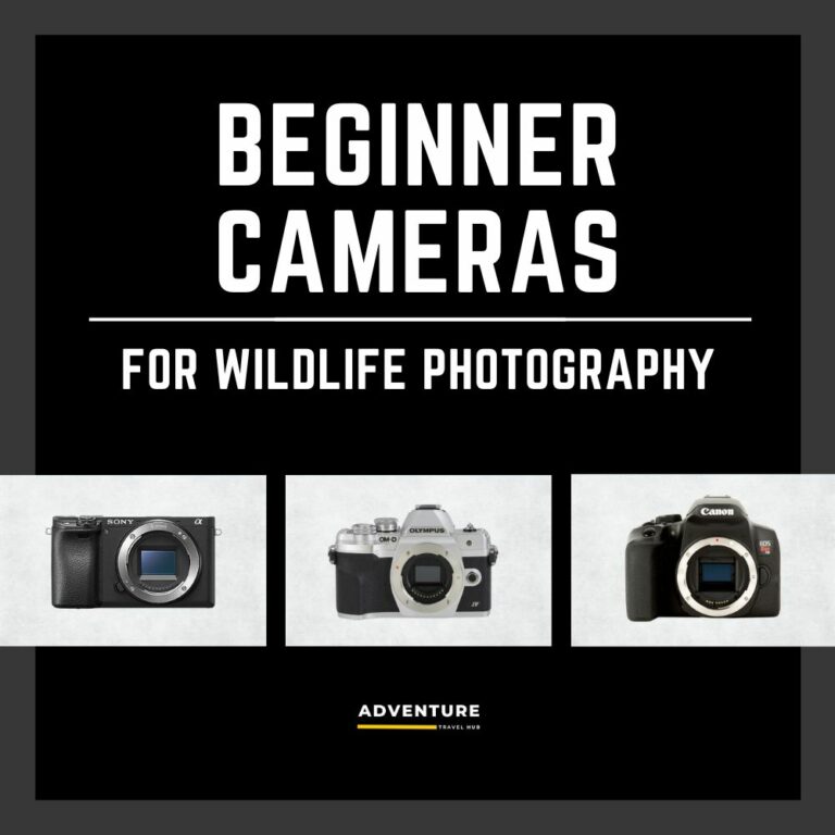 Best Wildlife Photography Cameras for Beginners ATH